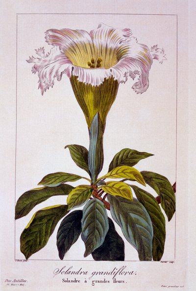 Chalice Vine by Pancrace Bessa